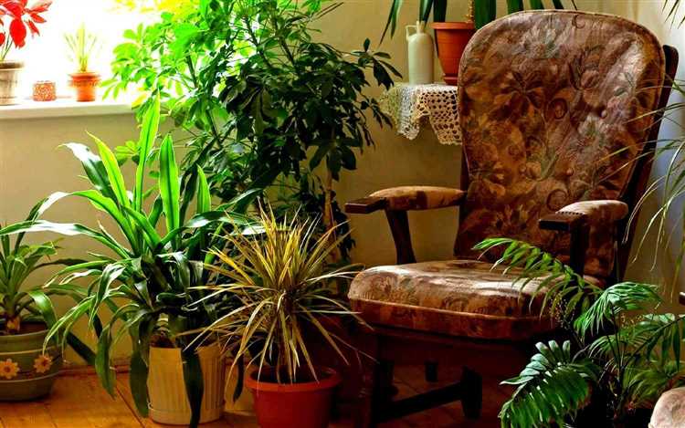 Лучшие комнатные растения для темных помещений: выбирайте растения, которые любят тень